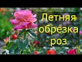 Обрезка роз . Летняя обрезка роз для лучшего цветения.Обрезка роз по сортам