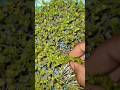 how to grow sabja /basil seeds micro greens #shorts #shortvideo #microgreens #microgreensathome
