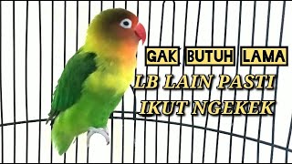 LOVEBIRD NGETIK PANJANG SAMBUNG NGEKEK PANJANG