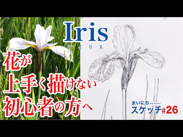 あやめの花の描き方【絵画教室の鉛筆デッサン】初心者スケッチ - YouTube