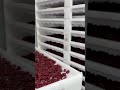 Burgundy Gummy Bears Supplement Drying process #supplementwholesaler #gummymanufacturing