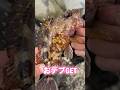【穴釣り】巨大テトラの隙間から 穴釣り🎣釣り初心者でも簡単