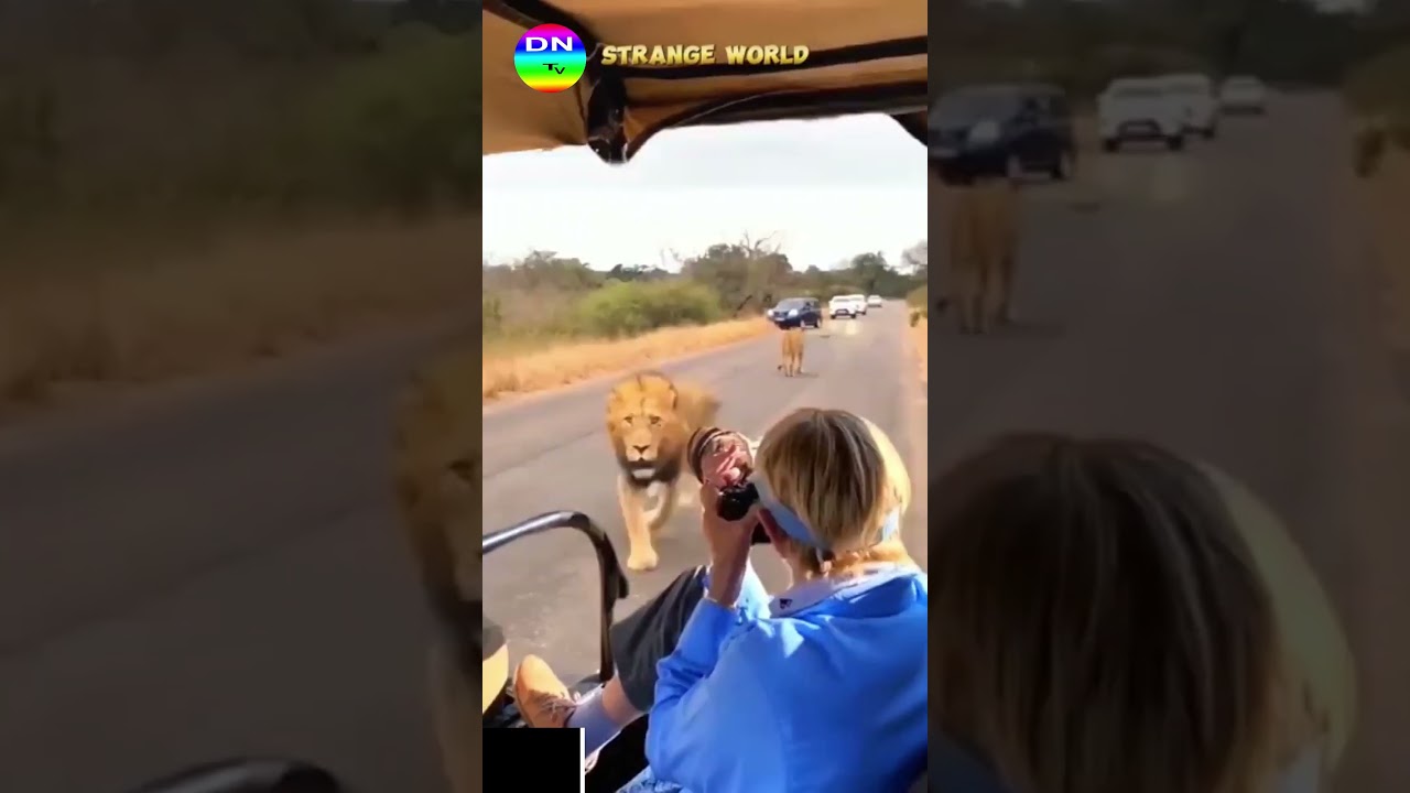 Lion Charges at Survey Vehicle 