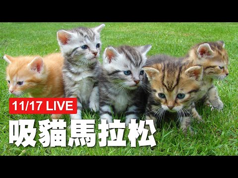 【LIVE】11/17 貓咪馬拉松直播 一起吸好吸滿!│寵物│貓咪｜猫｜ねこ│Pet│Cat│Kitten