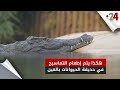 هكذا يتم إطعام التماسيح في حديقة العين للحيوانات 