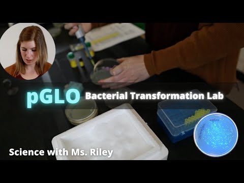 Video: Hoe worden bacteriën getransformeerd in een laboratorium?