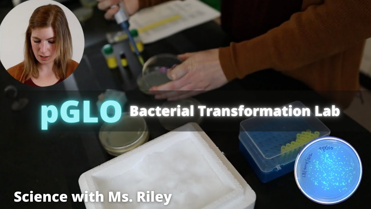 pglo experiment lab report