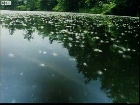 B065 Reproduction water dispersal - YouTube