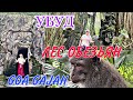 УБУД / ИНДУИСТКИЙ ХРАМ В ПЕЩЕРЕ/ GOA GAJAH / ЛЕС ОБЕЗЬЯН  / ЖЕНЮ ОБРИЛИ НАЛЫСО / ГДЕ МЫ УЖИНАЕМ