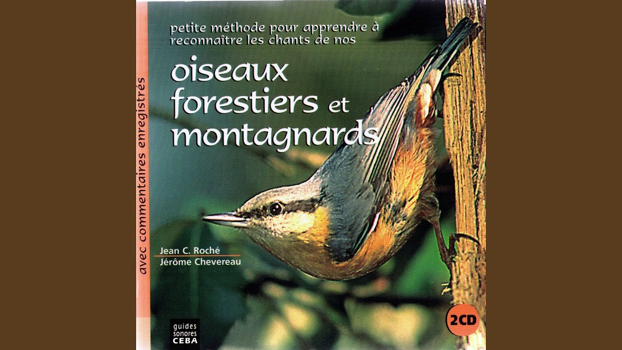 Pic cendré (Grey-headed Woddpecker)