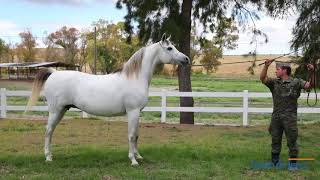 125 ANIVERSARIO DE LA YEGUADA MILITAR