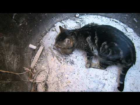 Video: Zakaj Mačka Ali Mačka Slini Iz Ust (vključno S čisto Vodo): Vzroki Slinjenja, Kaj Storiti In Ali Je Treba Zdraviti