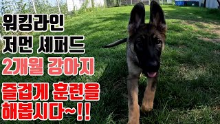 워킹라인 저먼 셰퍼드 2개월 강아지와 즐겁게 훈련을 해보자~!! Workingline Germanshepherd Puppy Training!!