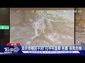 消失物種回不來! 花半年直擊「熊鷹」保育危機｜TVBS新聞 @TVBSNEWS01