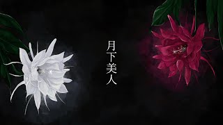 月下美人 / 初音ミク