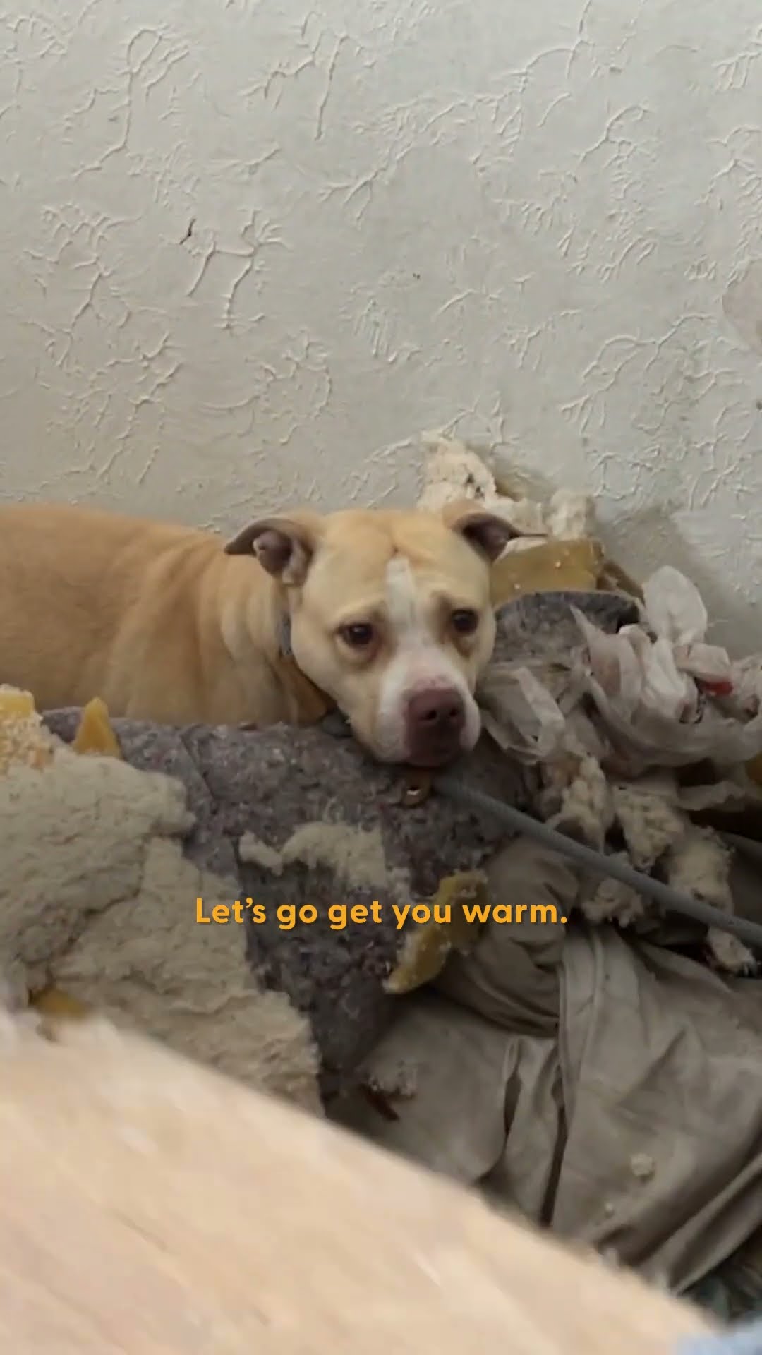 Woman Finds Snow Prints Leading To Abandoned House With Pittie Inside | The Dodo