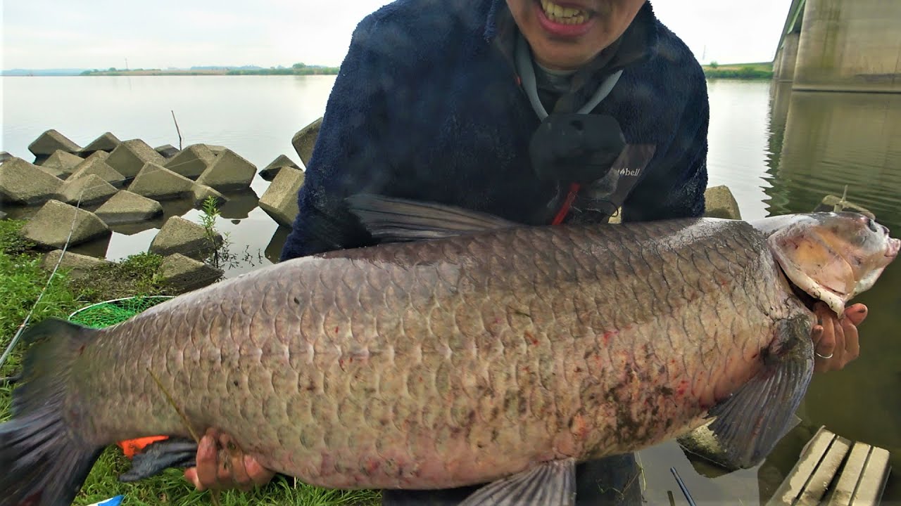 日本一広大な川で130㎝を超える幻の巨大魚を釣り上げました - YouTube