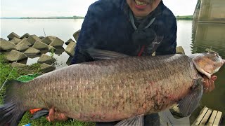 巨大魚 mqdefault.jpg