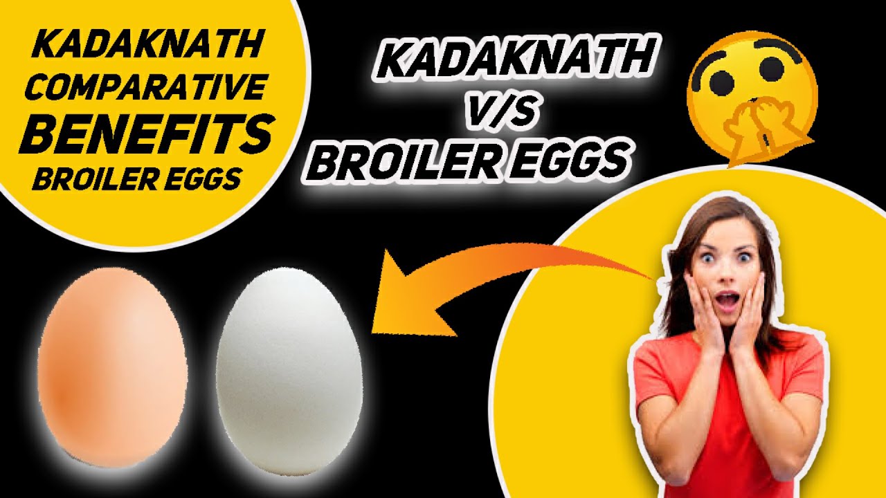 kadaknath egg price in siliguri Broiler Egg price in siliguri