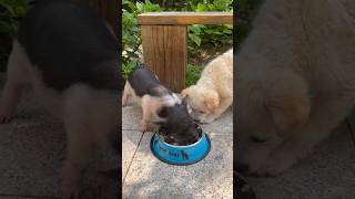 Dog And Pig 🐷🐶 #Cutepuppy #pets #viral #shorts