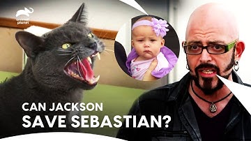 This Couple in Fear, Her Cat Might Attack on Newborn Baby | My Cat From Hell | Animal Planet
