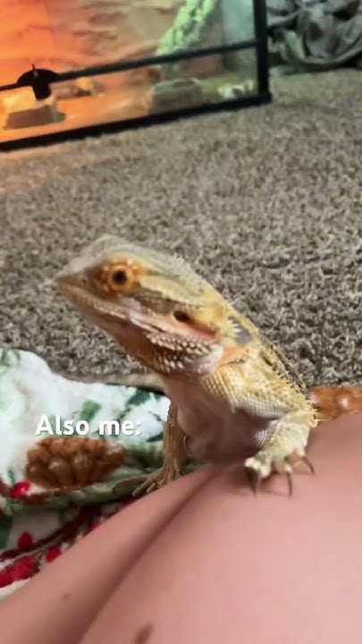 what-is-the-best-beginner-pet-lizard-reptiles-lizard-beardeddragon