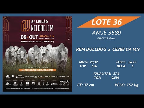 LOTE 36