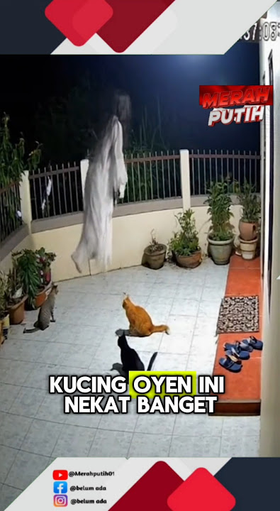 kucing oyen melawan kuntilanak sendiri ⁉️