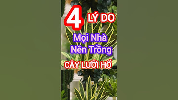 4 Lý Do Mọi Nhà Nên Trồng Cây Lưỡi Hổ #dinhduong #health #suckhoe