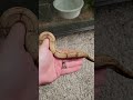 2024 Pure Hog Island Boa Female. Checkout my MorphMarket