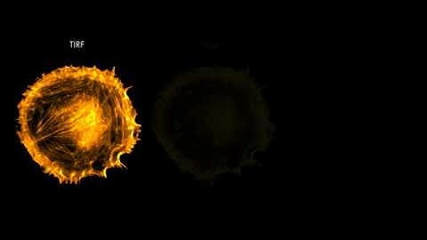 One cell, three approaches, limitless possibilities.