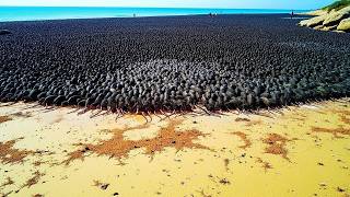Thousands of Rats Were Left Alone With Penguins on a Small Island, and the Results Shocked Everyone