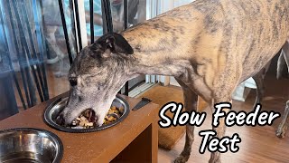 Will This Slow Down My Greyhound? by Hi, I'm Steph 1,243 views 6 months ago 6 minutes, 18 seconds
