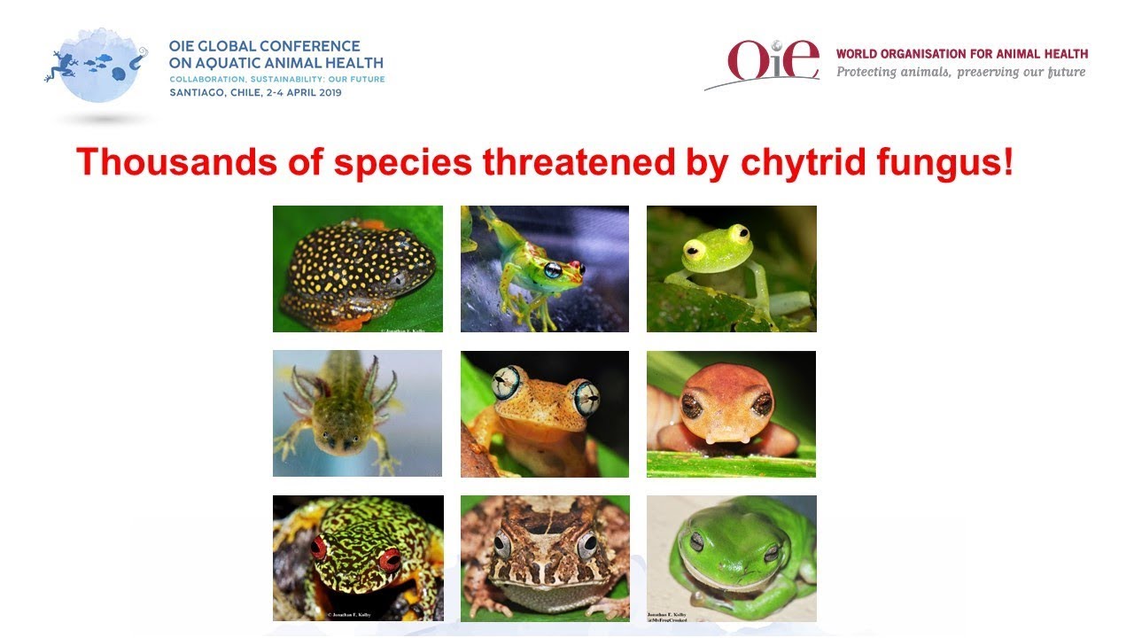 climate change projections Protecting biodiversity from an emerging disease of amphibians