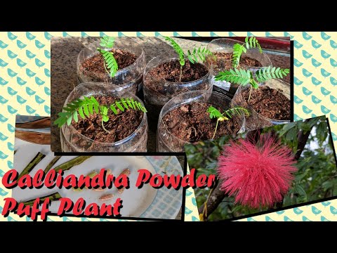 Video: Fairy Duster Plant: Cara Menumbuhkan Semak Calliandra Fairy Duster