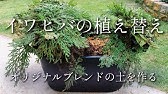 カインズ植物図鑑 イワヒバの育て方 Youtube