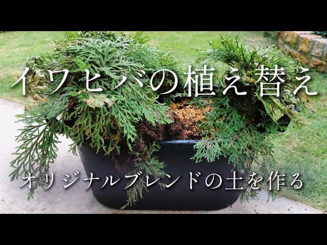 イワヒバをオリジナルブレンドの土で植え替える Youtube