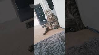 When You Want To Play But Your Belly Is Just Too Big