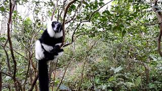 black and white lemur sound