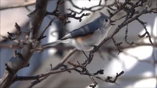 2021 0226 Song of the Titmouse