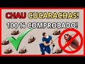 Como Eliminar las Cucarachas para Siempre!,Comprobado!