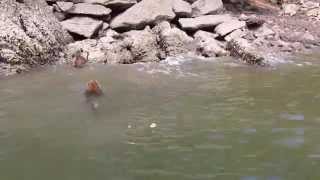 Feeding monkeys in the water on Mangrove Tour, Langkawi