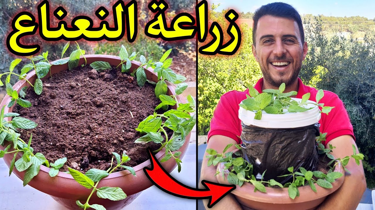 زراعة النعناع من ضمة واحدة بطريقة عبقرية مضمونة 100%