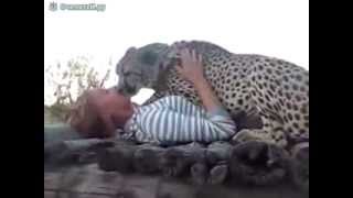 видео Девушка  спасла котенка гепарда от охотников за трофеями и он стал её лучшим другом