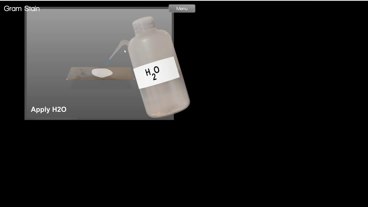 5 1 4 Virtual Gram Stain Simulator YouTube