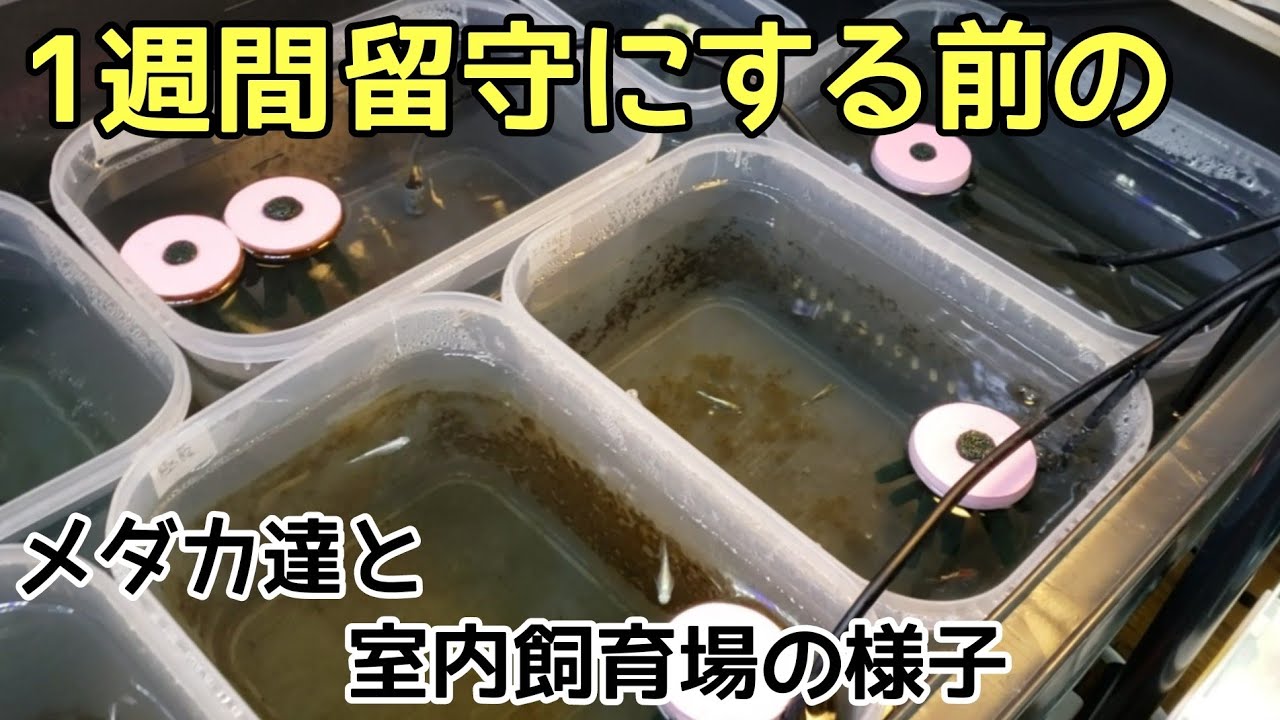 1週間程 メダ活出来ない前の室内飼育場の様子 メダカ Youtube