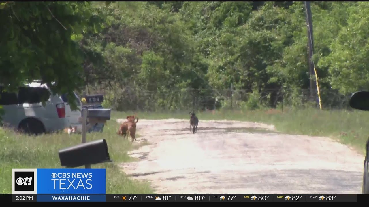 Pack of 8 dogs in Dallas County attack a 52 year old woman - YouTube