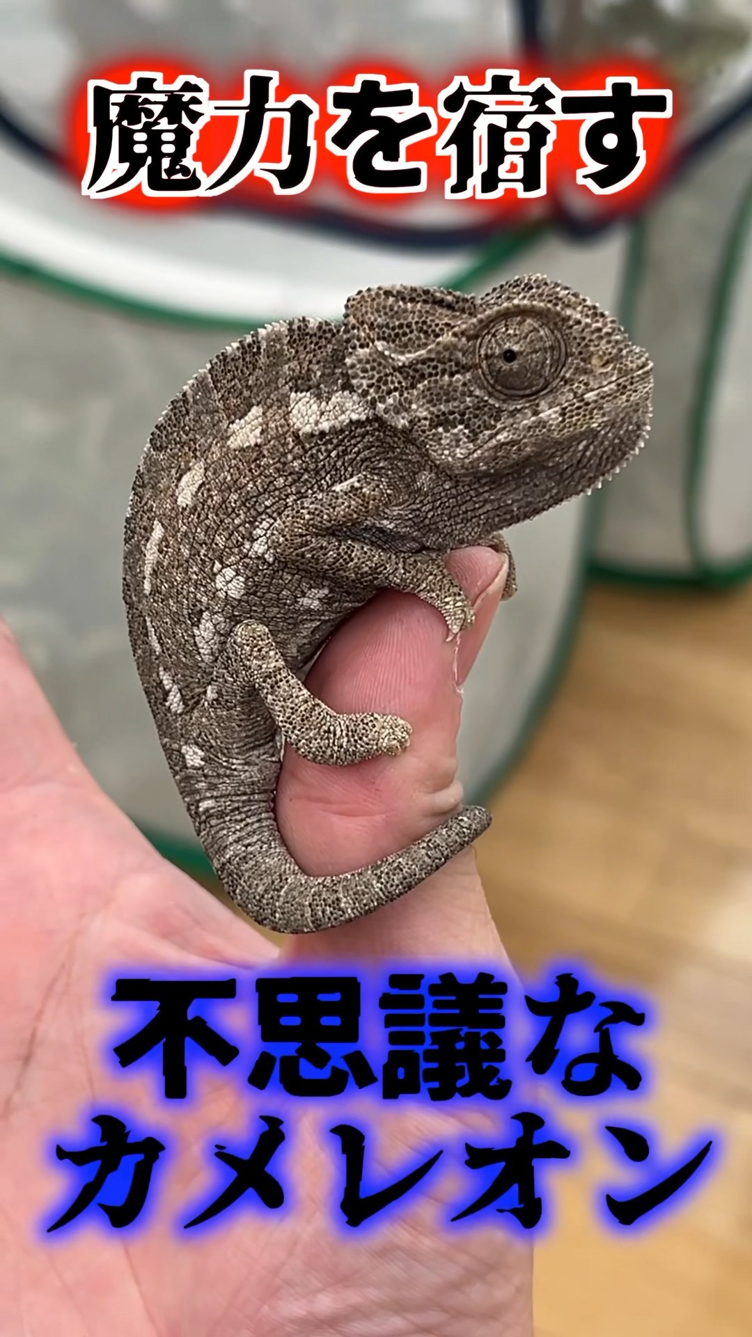 A mysterious chameleon with magical powers! - YouTube