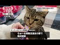 受け子とキックバックで逮捕される猫 #まっちゃ #猫 #ニュース ニュース