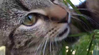 Cats in Winter: iPhone 6S Plus video test, Time Lapse, Slow Motion, 4K (Music by Thomas Zwijsen)
